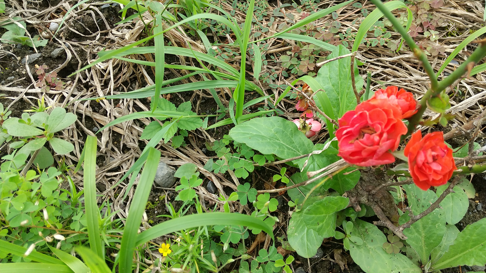 防草シートの上に砂利を敷く手順|必要量と失敗しない厚さ